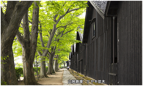山居倉庫ケヤキ並木